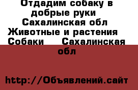 Отдадим собаку в добрые руки - Сахалинская обл. Животные и растения » Собаки   . Сахалинская обл.